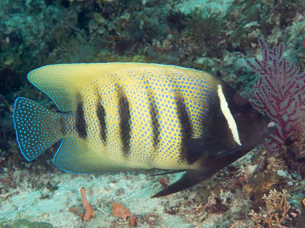 Poisson-ange à six bandes