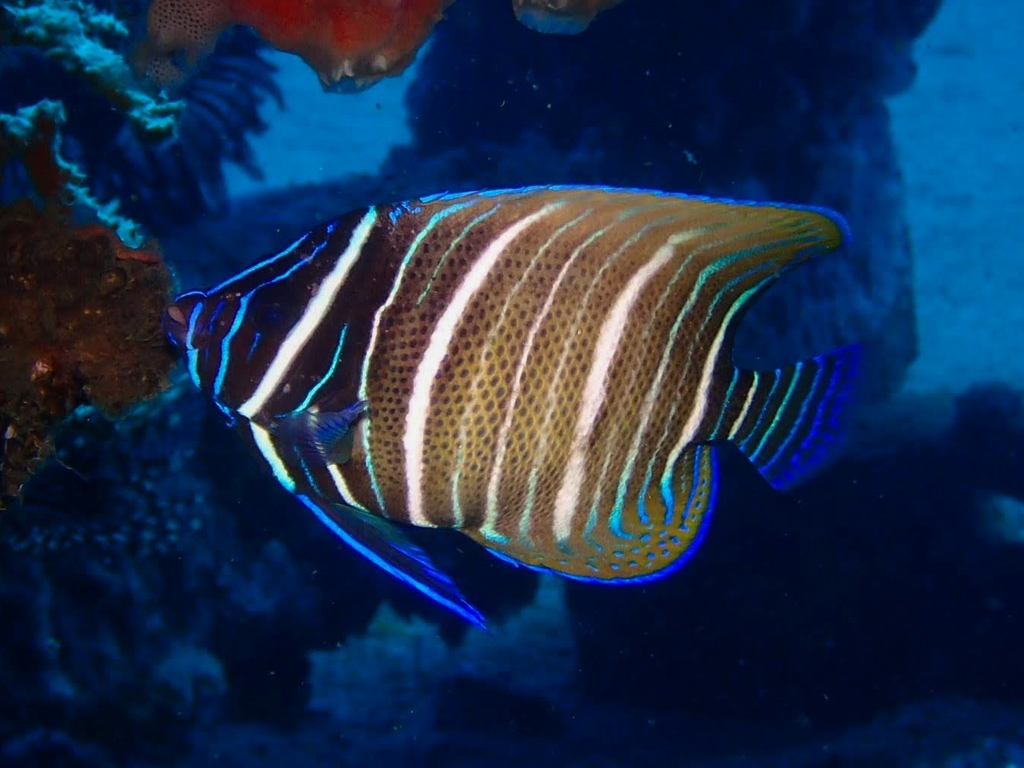 Poisson-ange à six bandes
