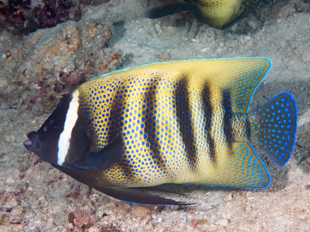 Sixband Angelfish