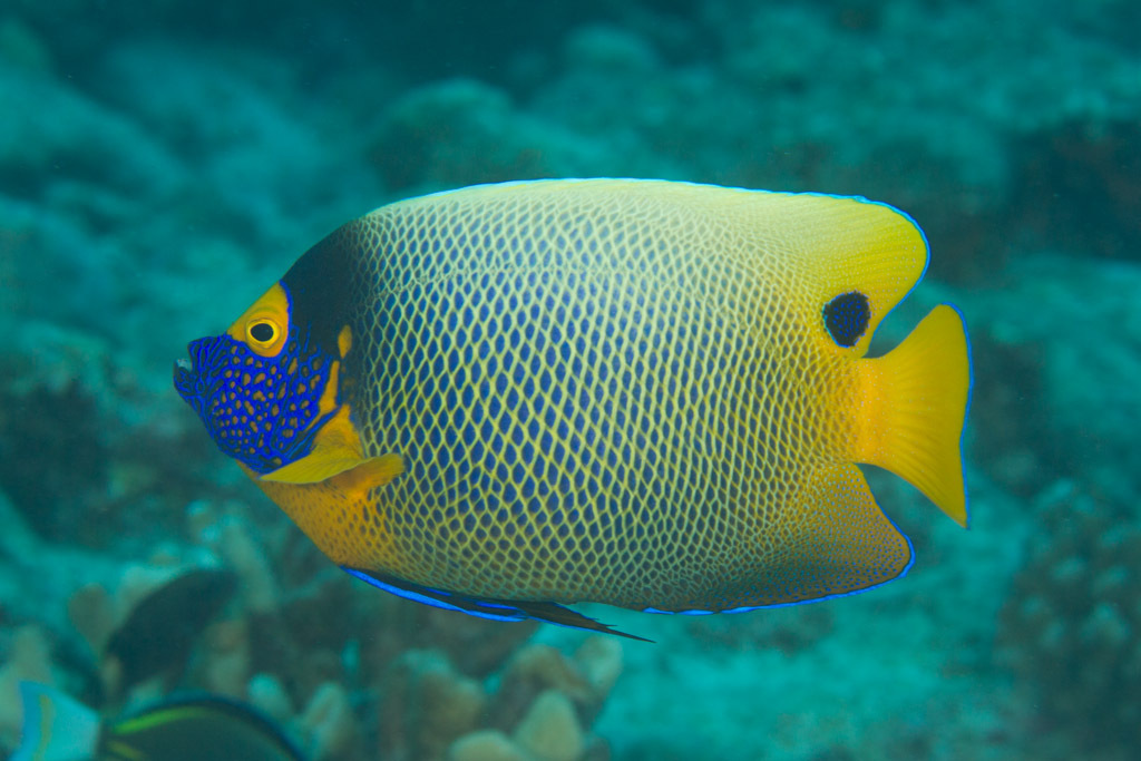 Blueface Angelfish