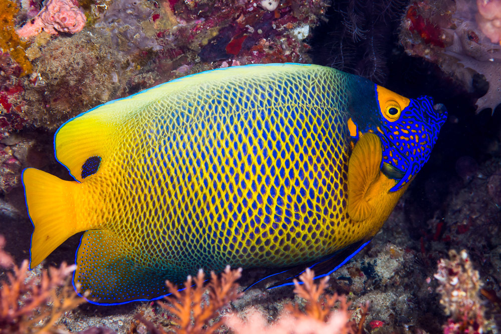 Poisson-ange à tête bleue