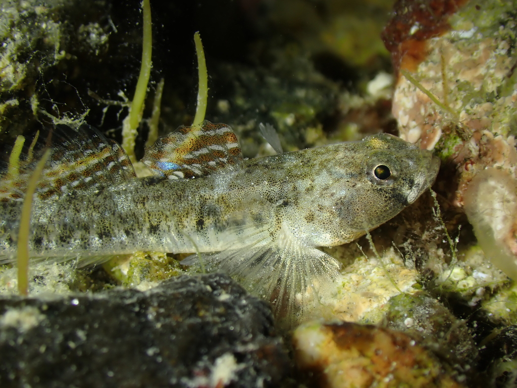 Common Goby
