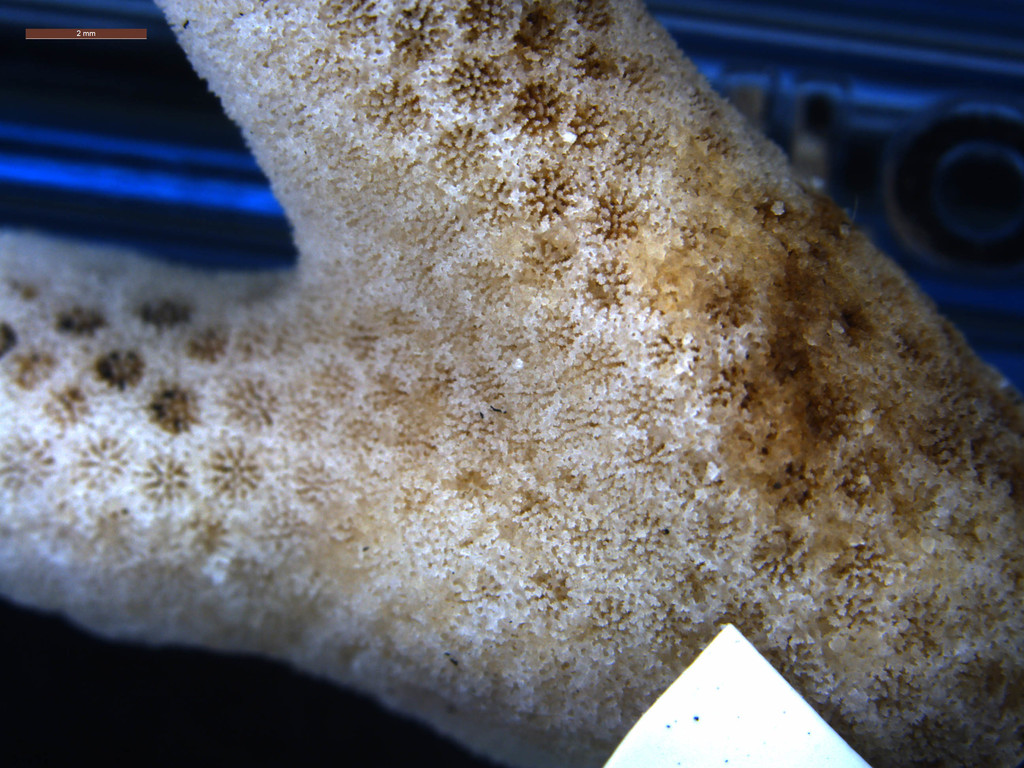 Corail poreux digitiforme