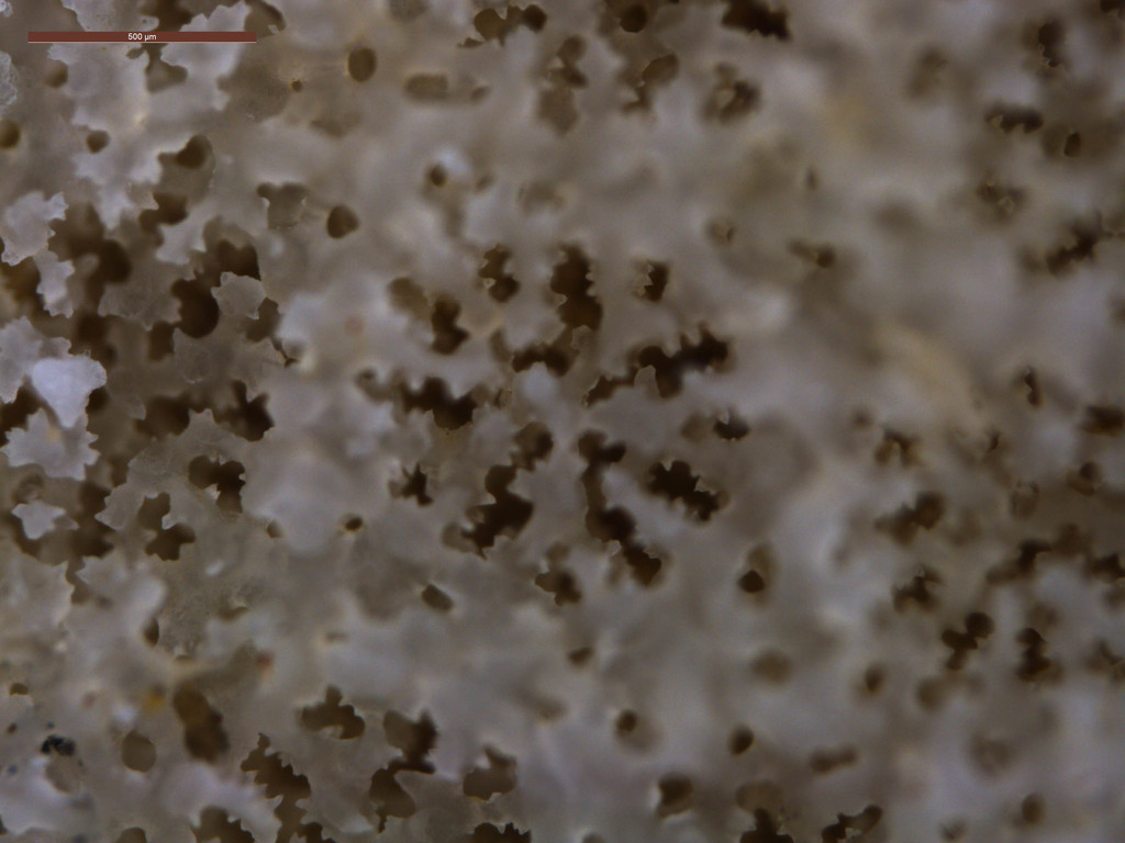 Corail poreux digitiforme