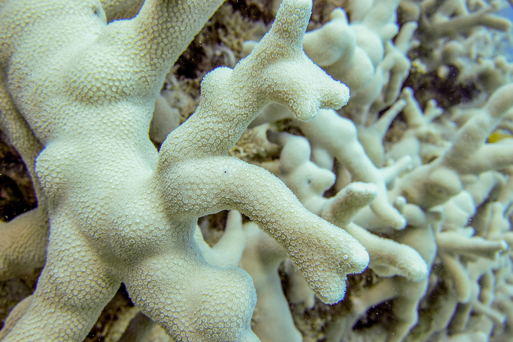 Corail poreux digitiforme