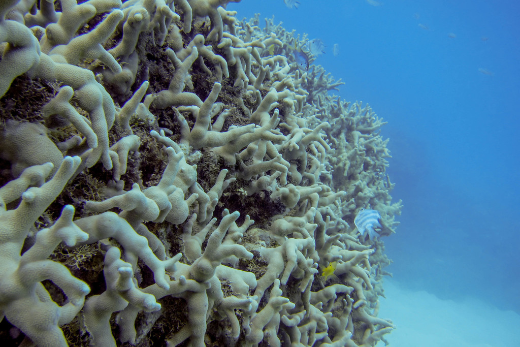 Corail poreux digitiforme