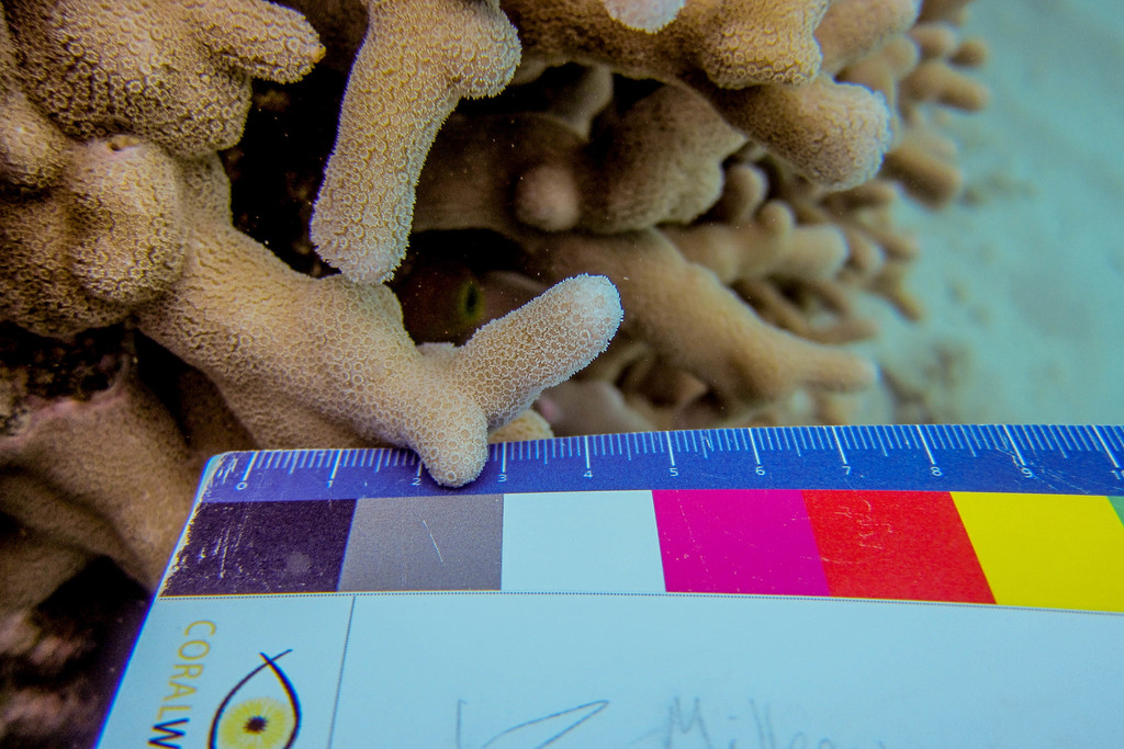 Corail poreux digitiforme