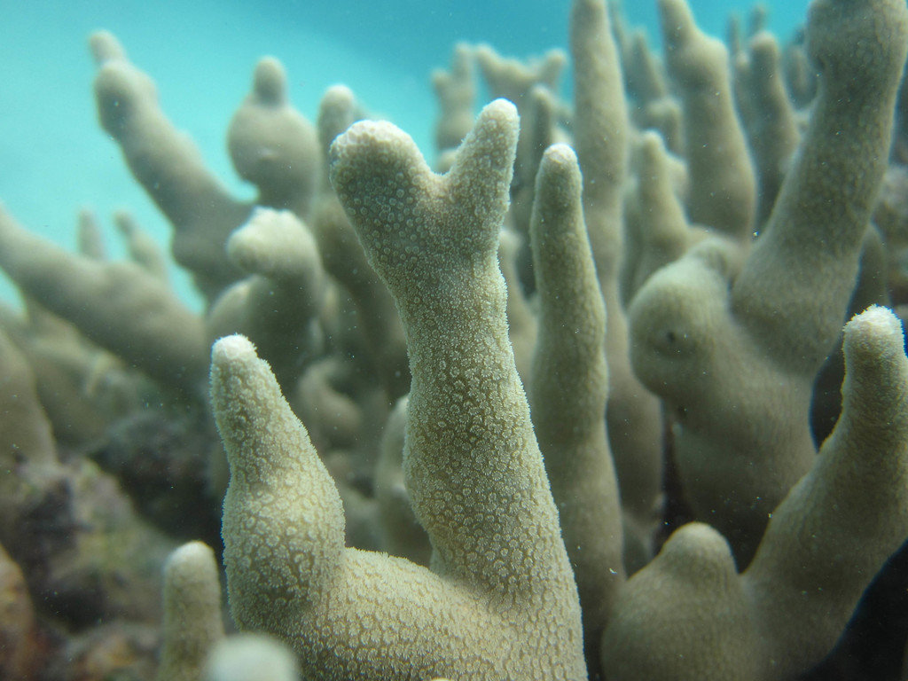 Corail poreux digitiforme