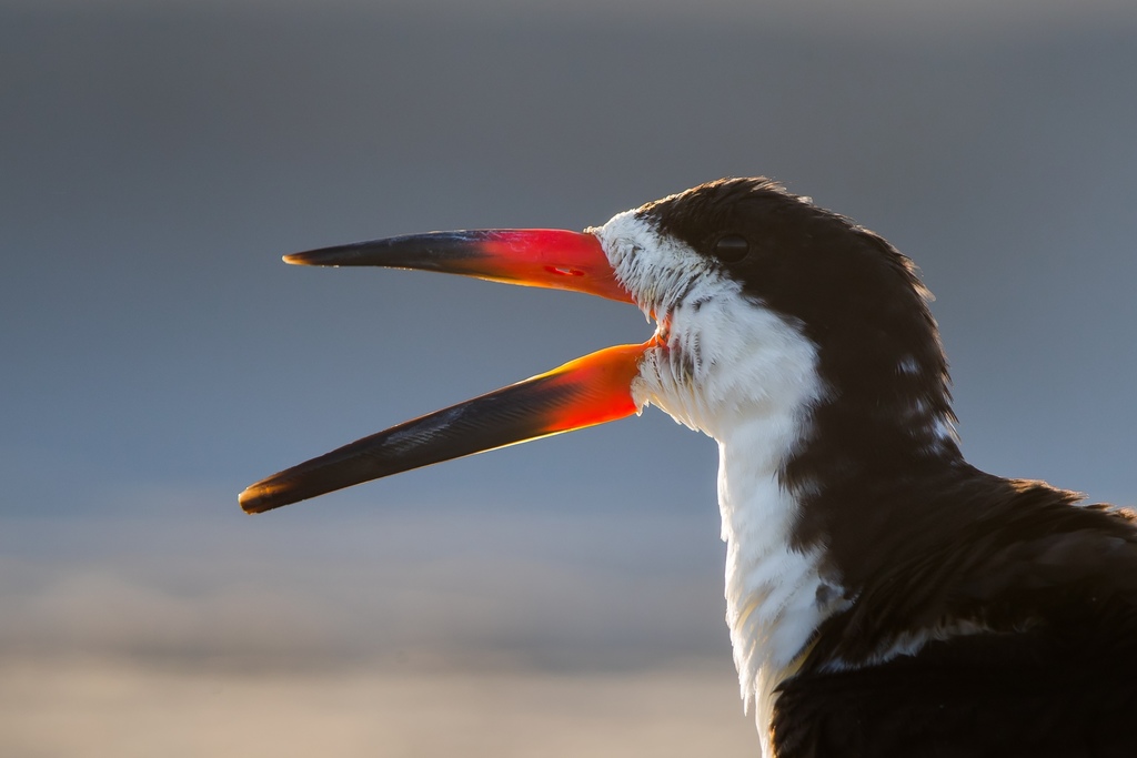 Black Skimmer