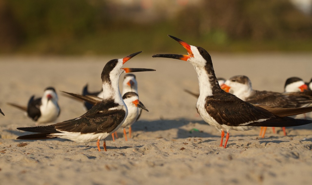 Black Skimmer