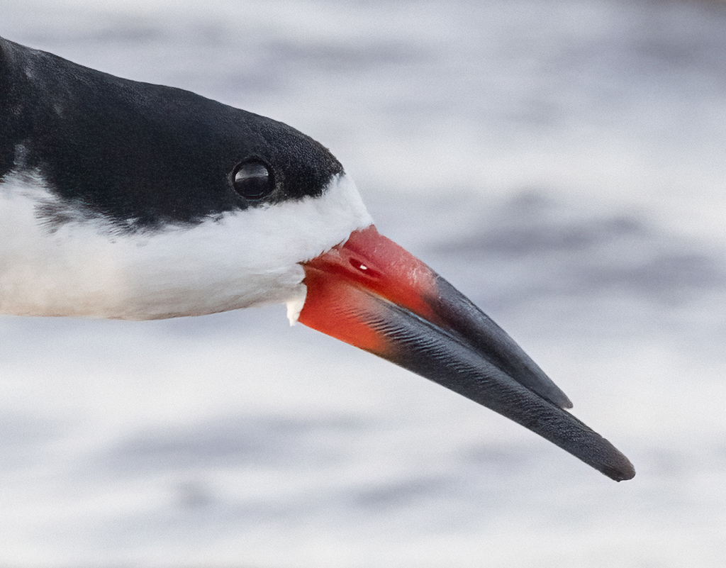 Black Skimmer
