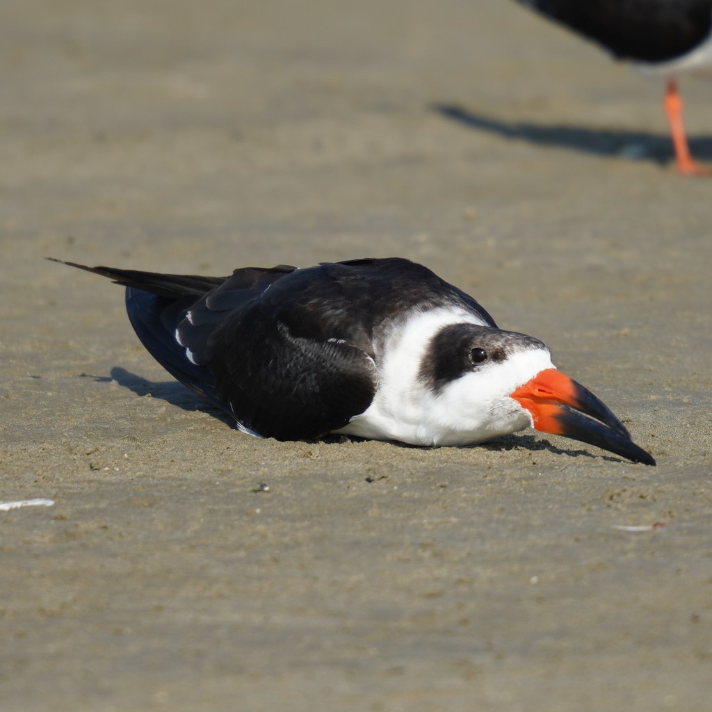 Black Skimmer