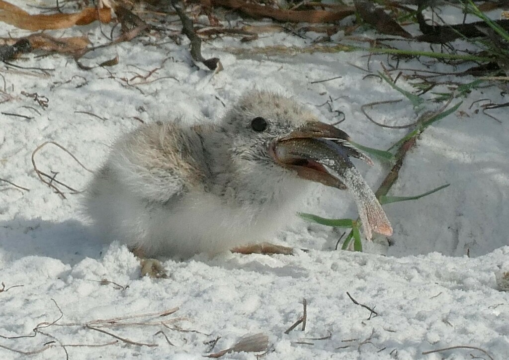Black Skimmer