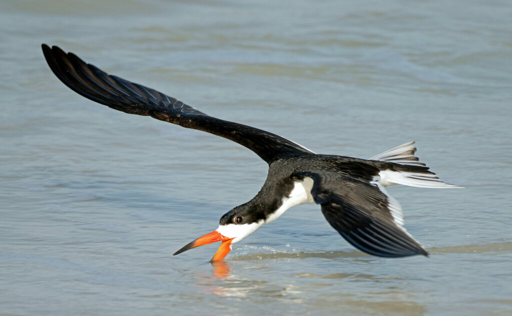 Black Skimmer