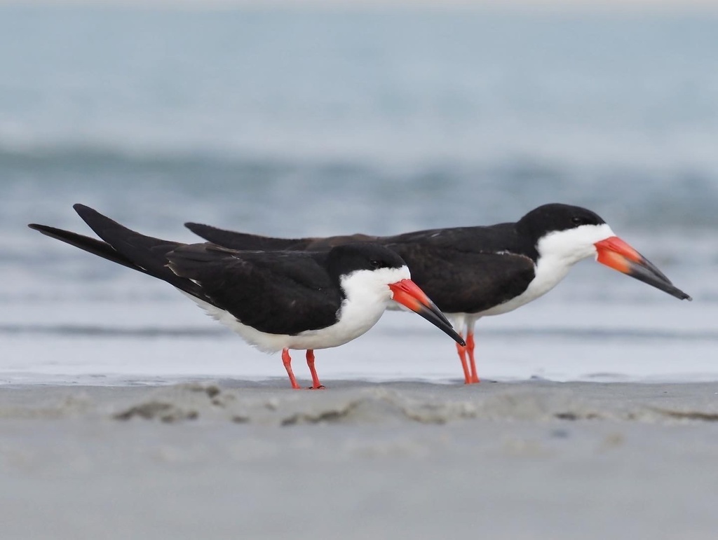 Black Skimmer