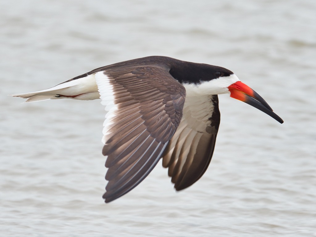 Black Skimmer
