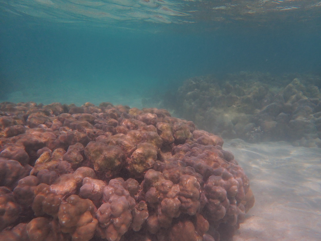 Corail poreux montagneux