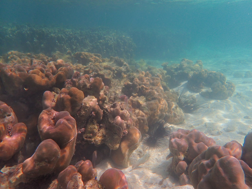 Corail poreux montagneux