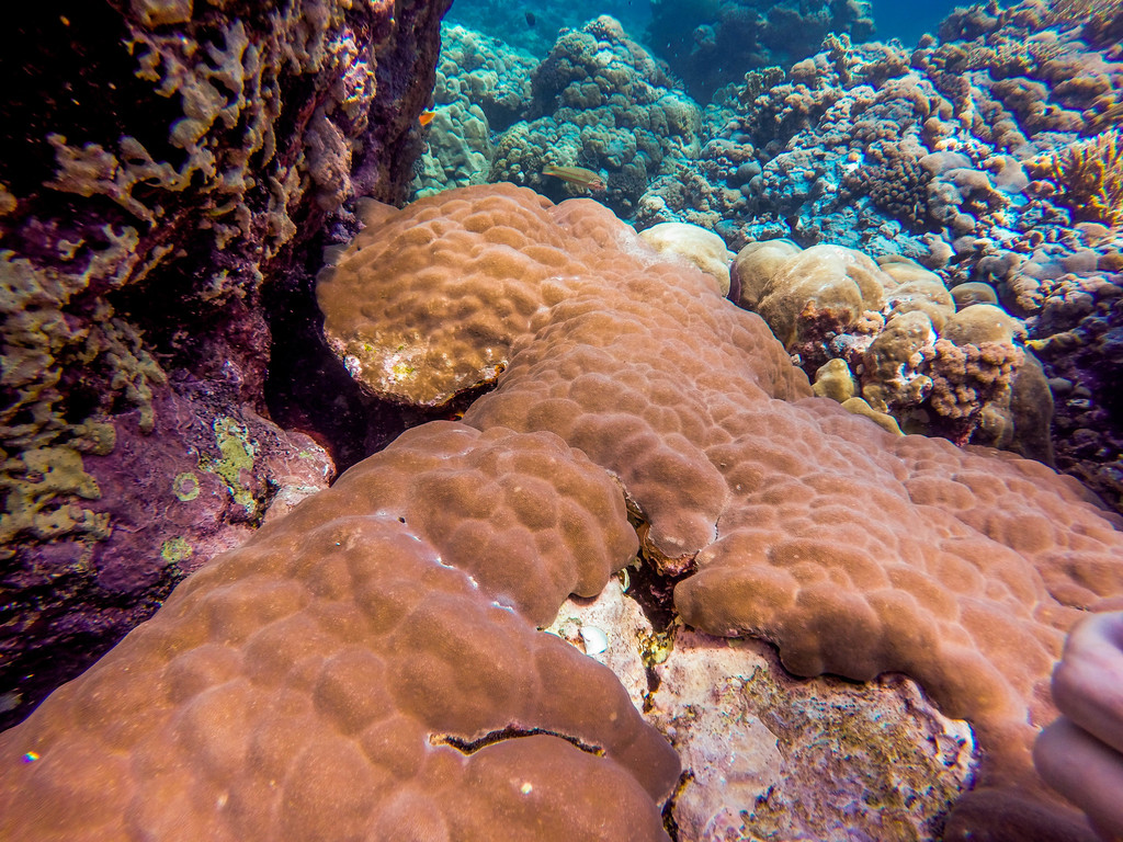 Corail poreux montagneux