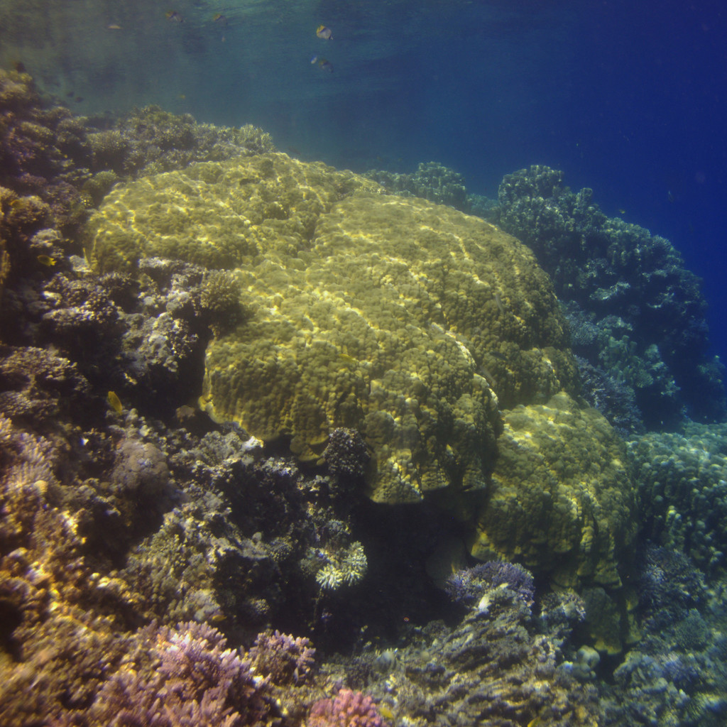 Corail poreux montagneux