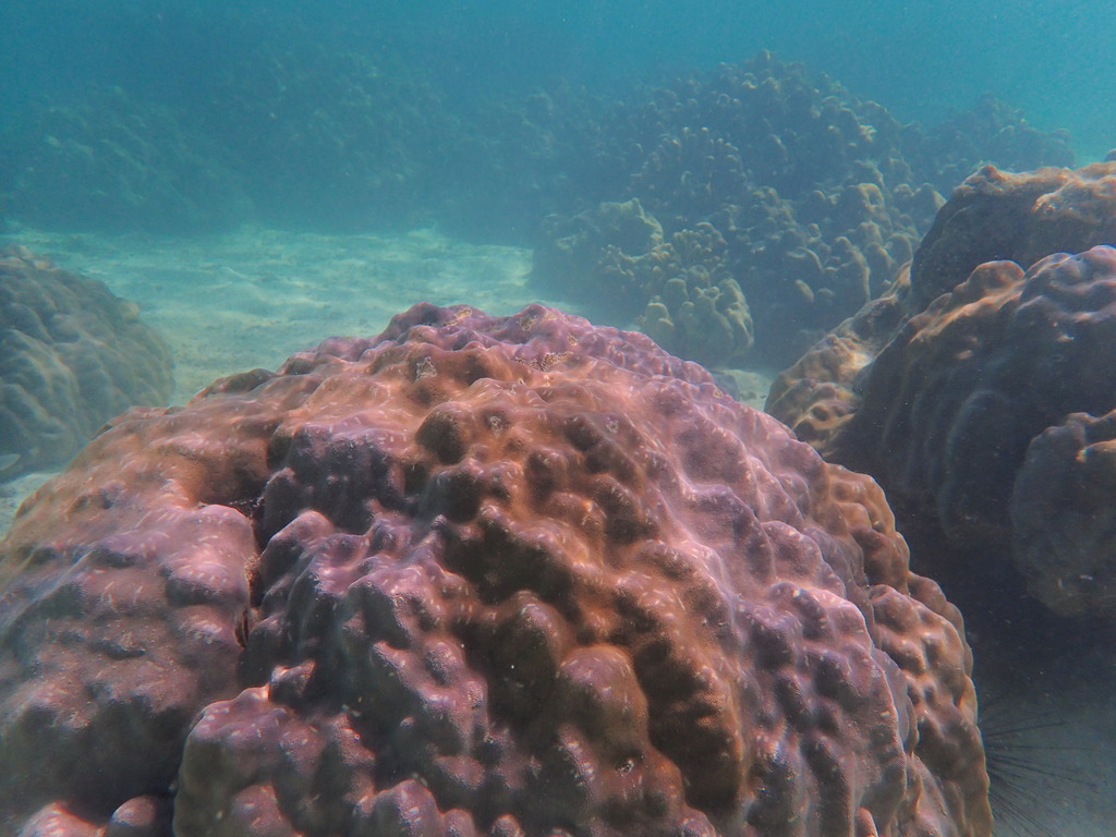 Corail poreux montagneux