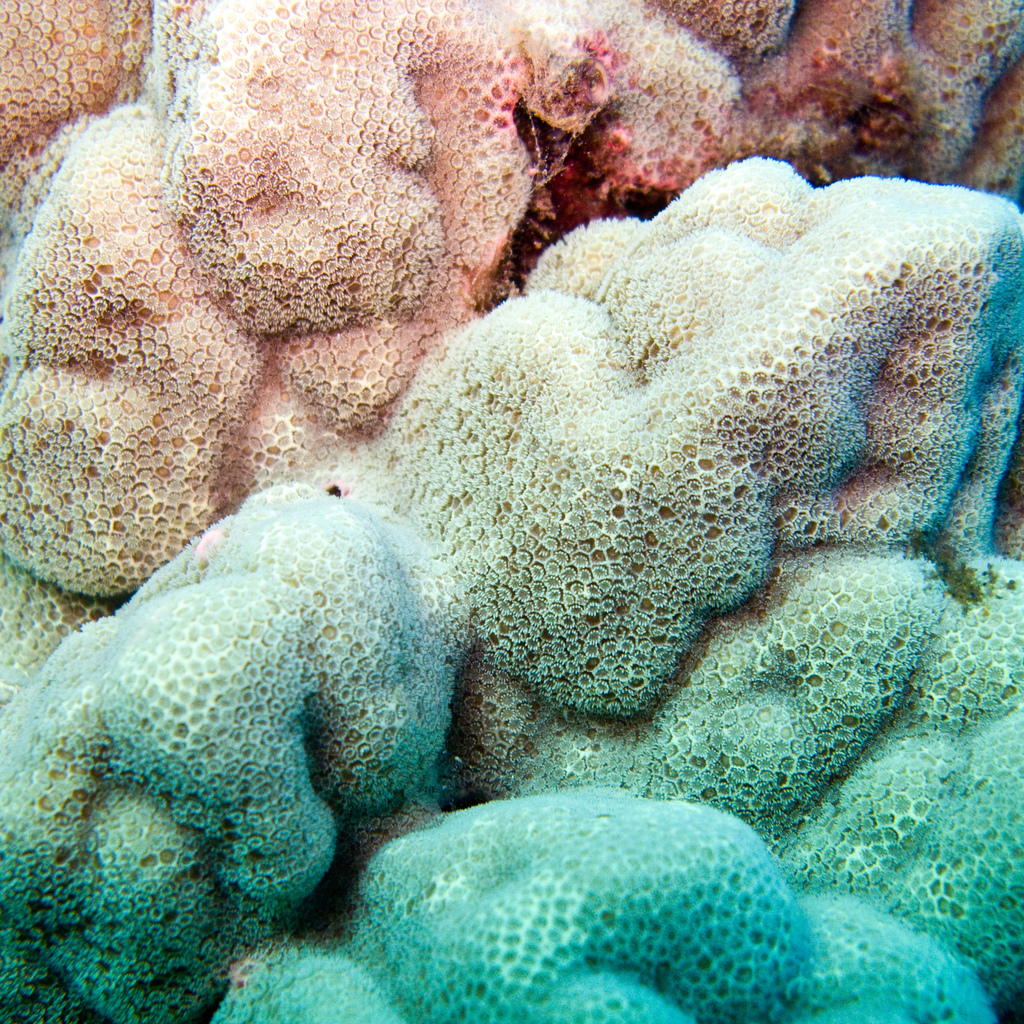 Corail poreux montagneux