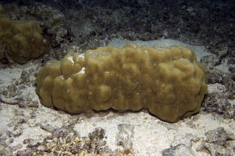 Corail poreux montagneux