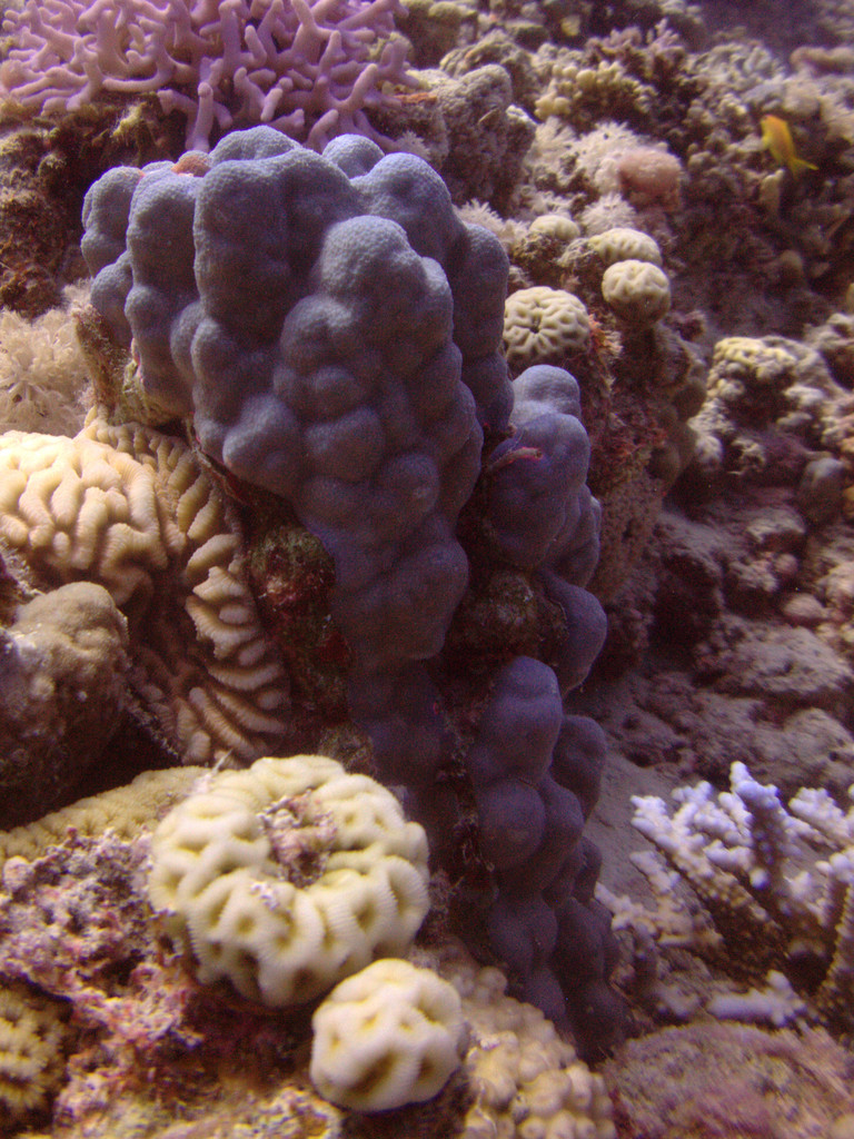 Corail poreux montagneux