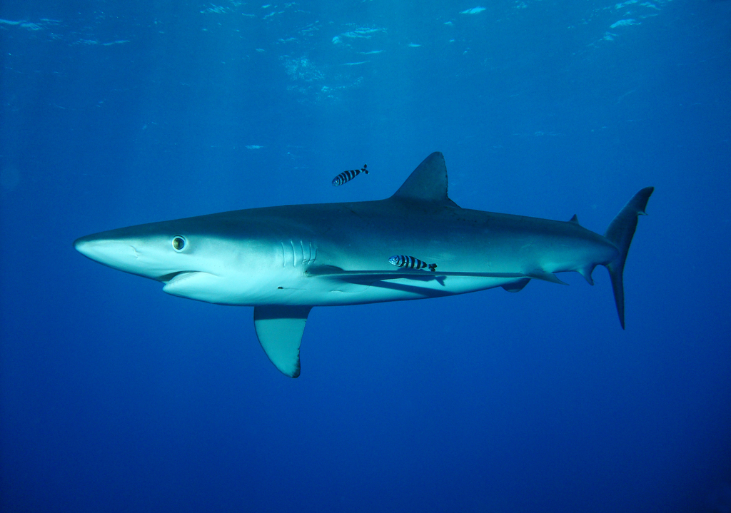 Blue Shark
