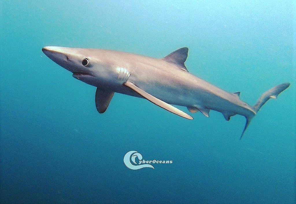 Blue Shark
