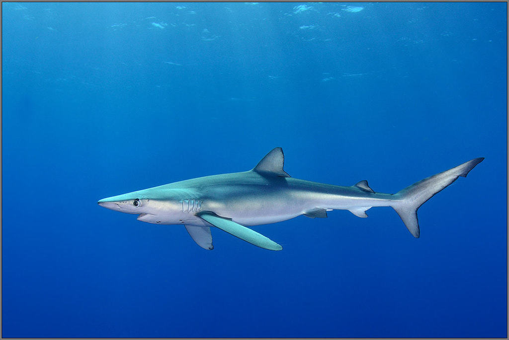 Blue Shark