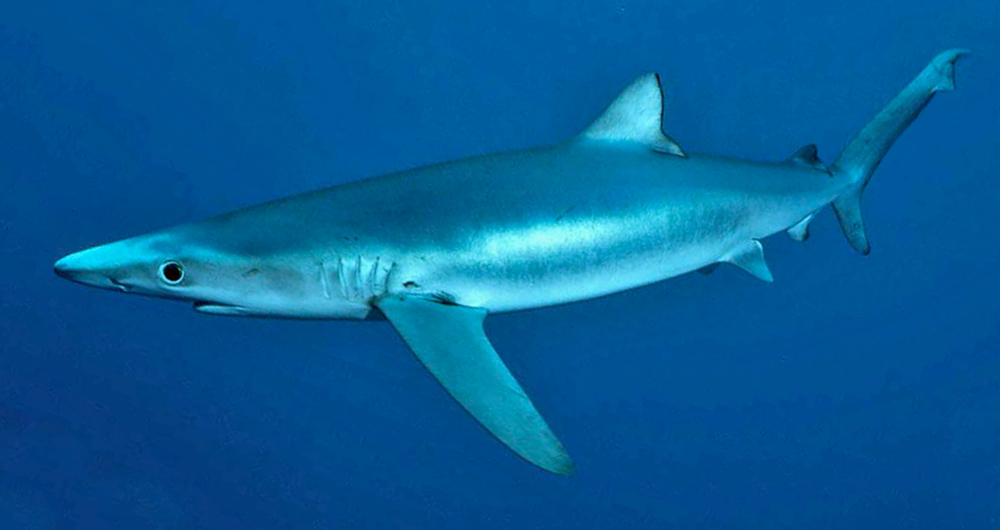 Blue Shark