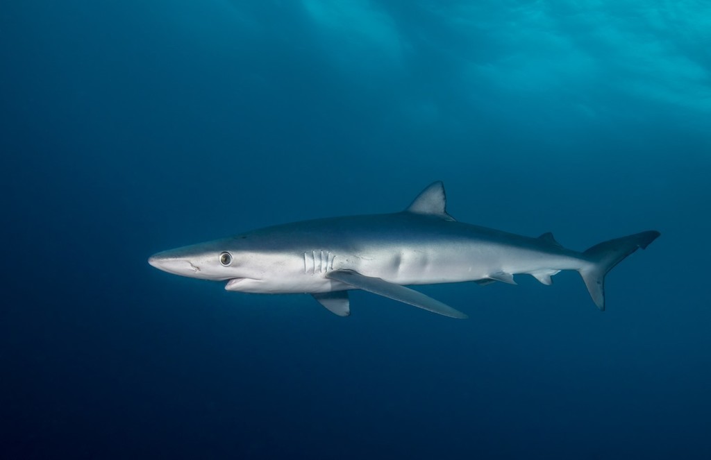 Blue Shark