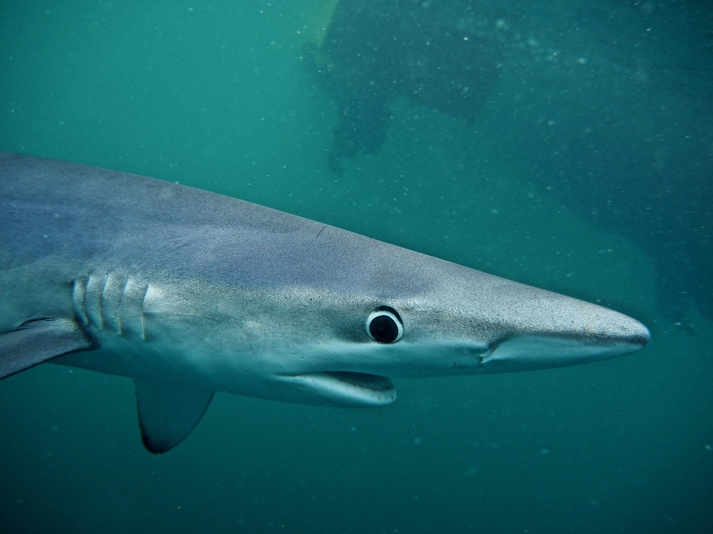 Blue Shark