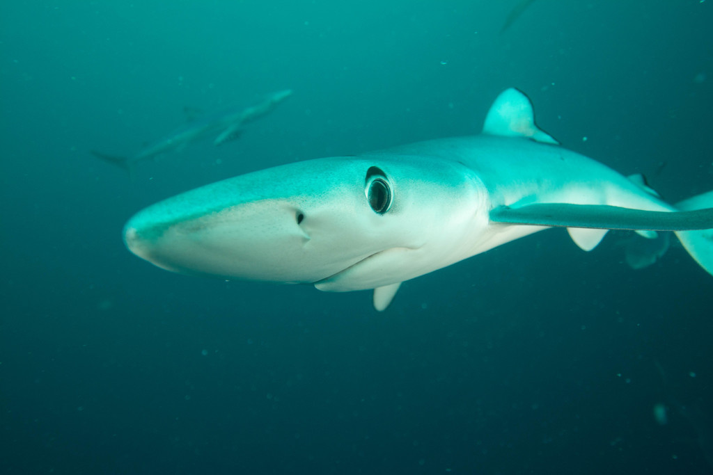 Blue Shark