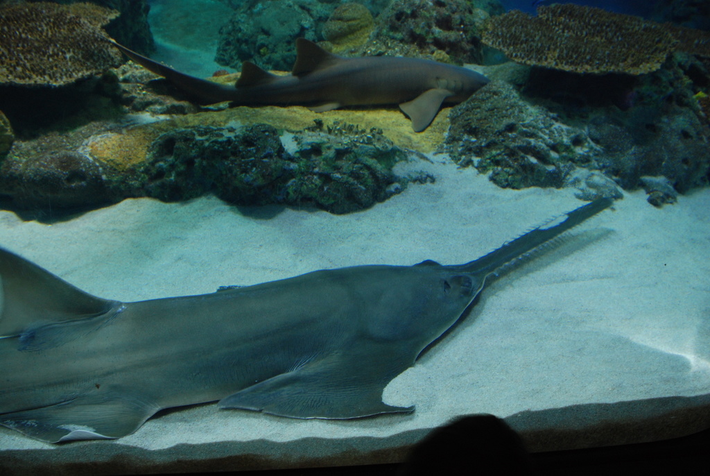 Smalltooth Sawfish