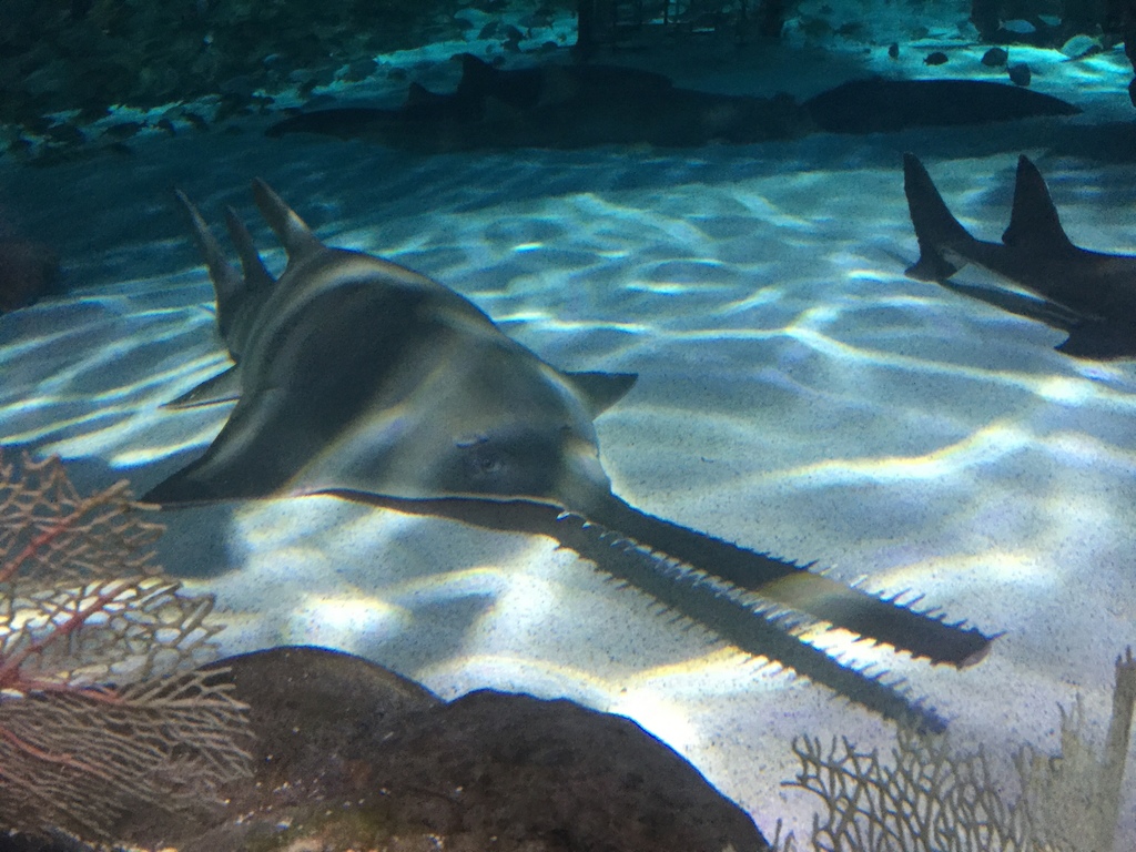 Smalltooth Sawfish