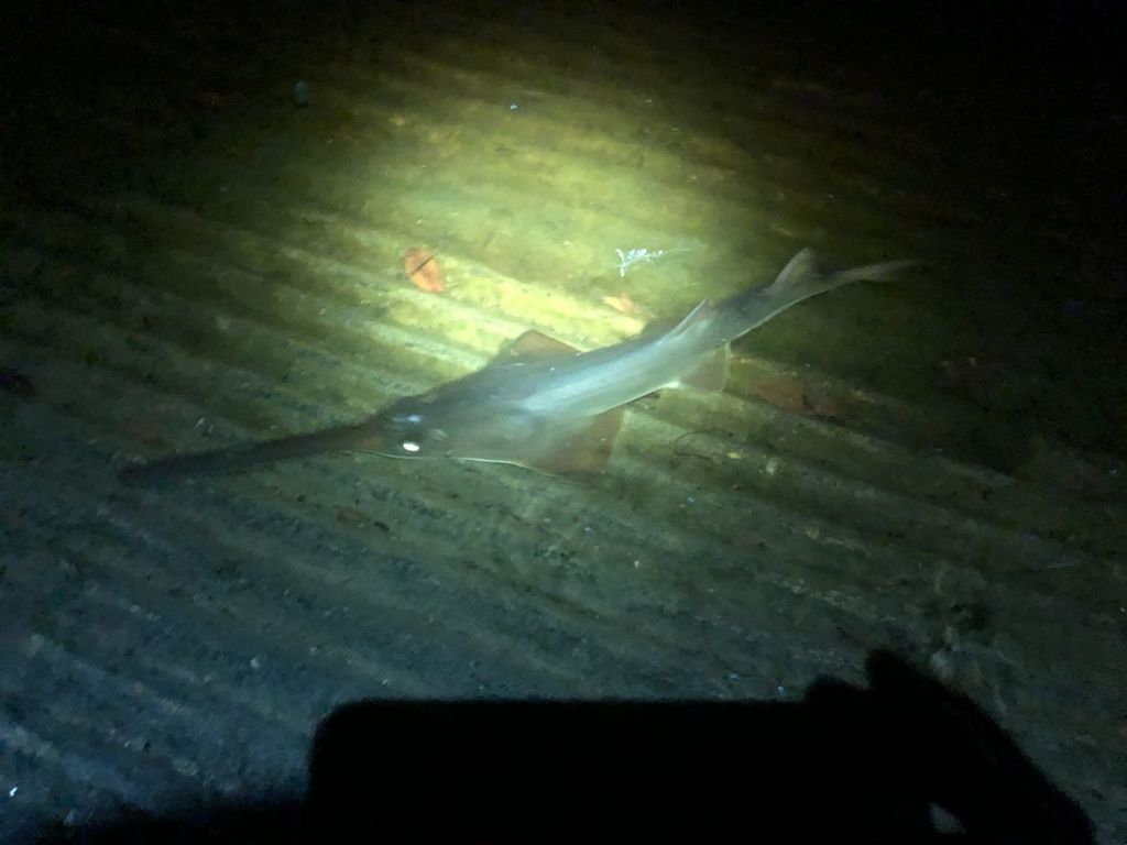 Smalltooth Sawfish