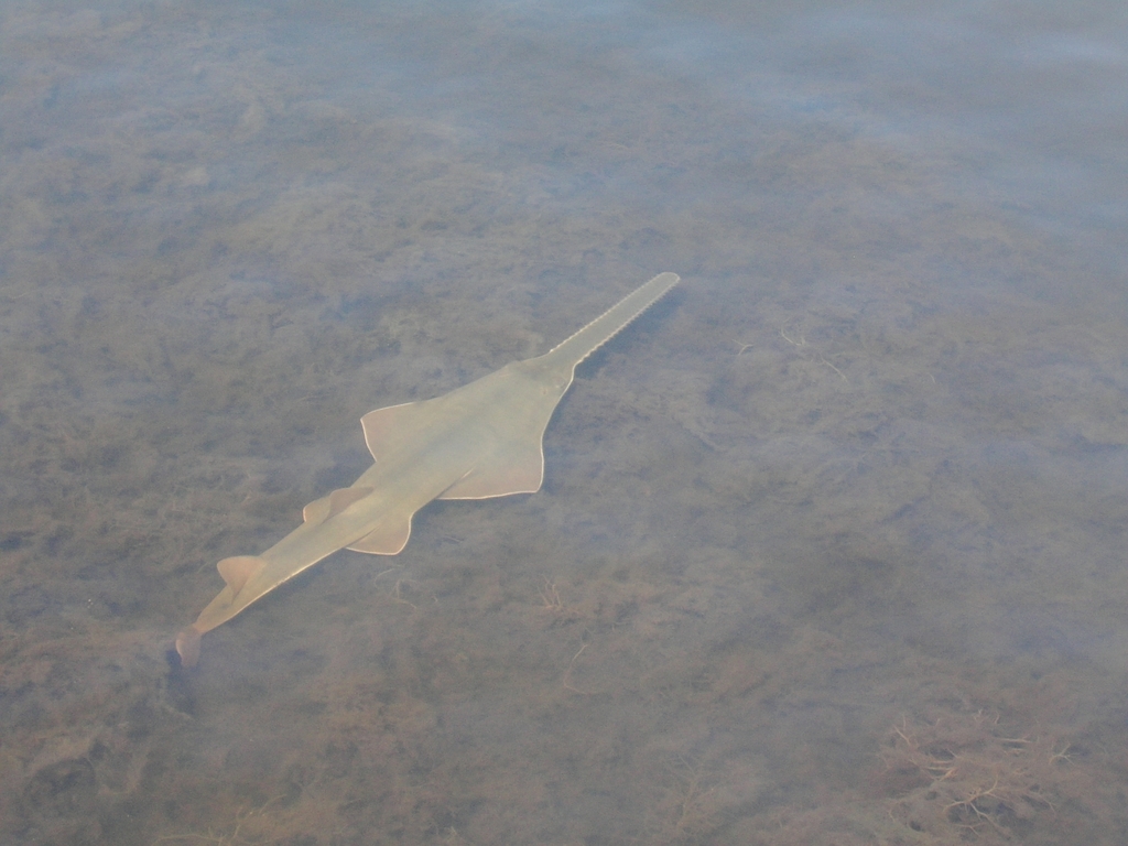 Smalltooth Sawfish