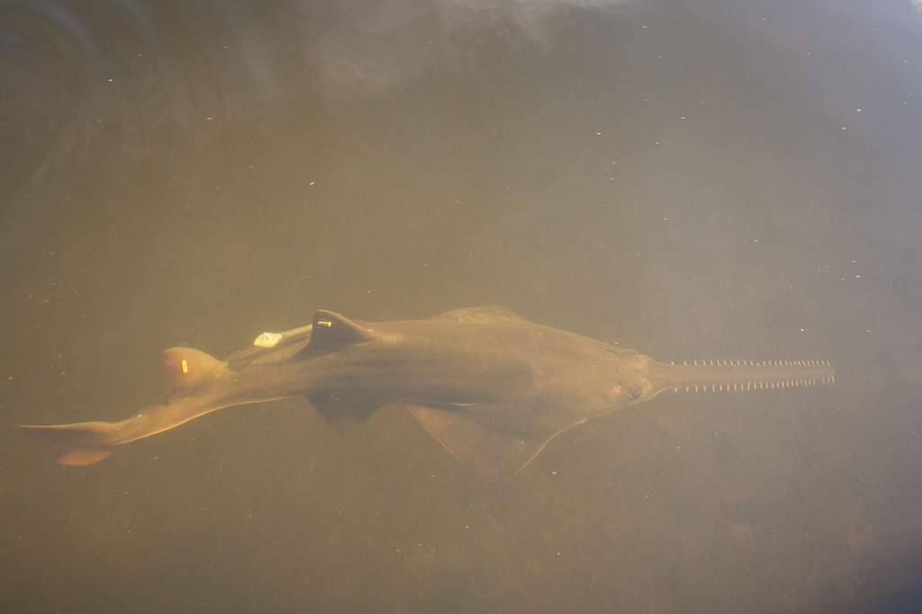 Smalltooth Sawfish
