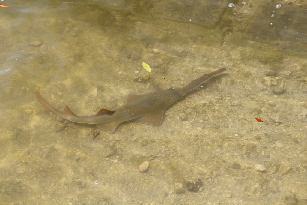 Smalltooth Sawfish