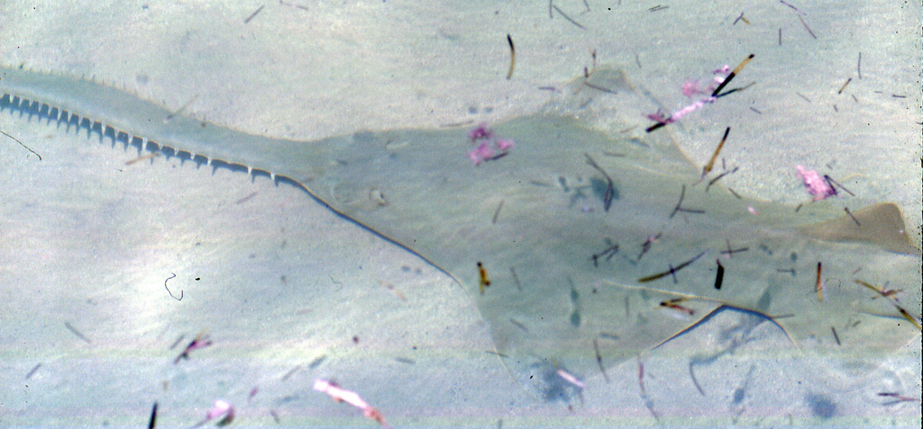 Smalltooth Sawfish