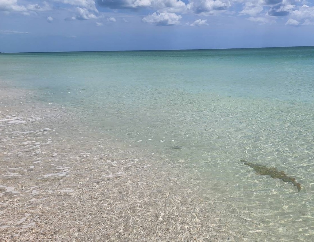 Smalltooth Sawfish