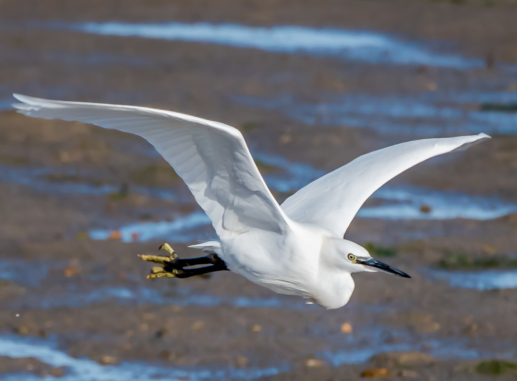 Aigrette garzette