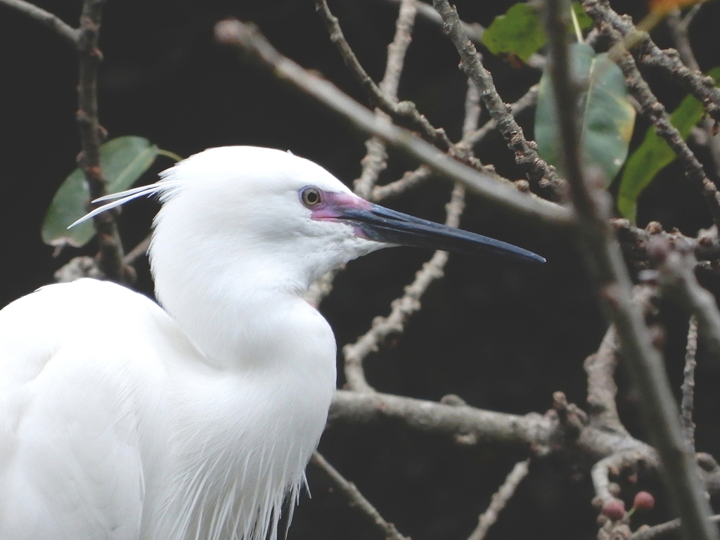 Aigrette garzette