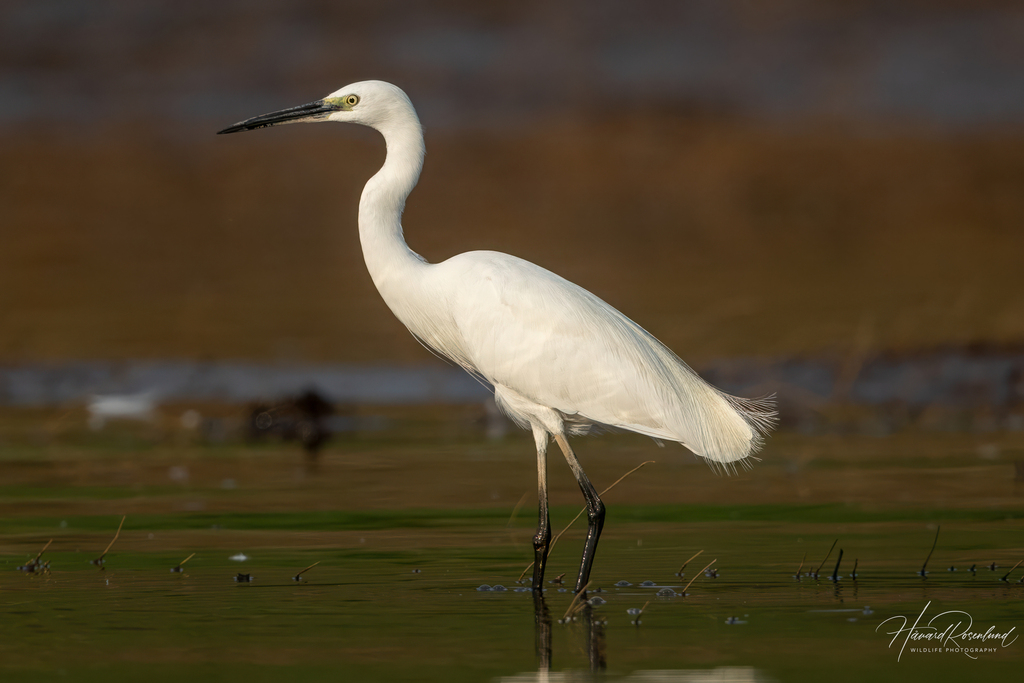 Aigrette garzette