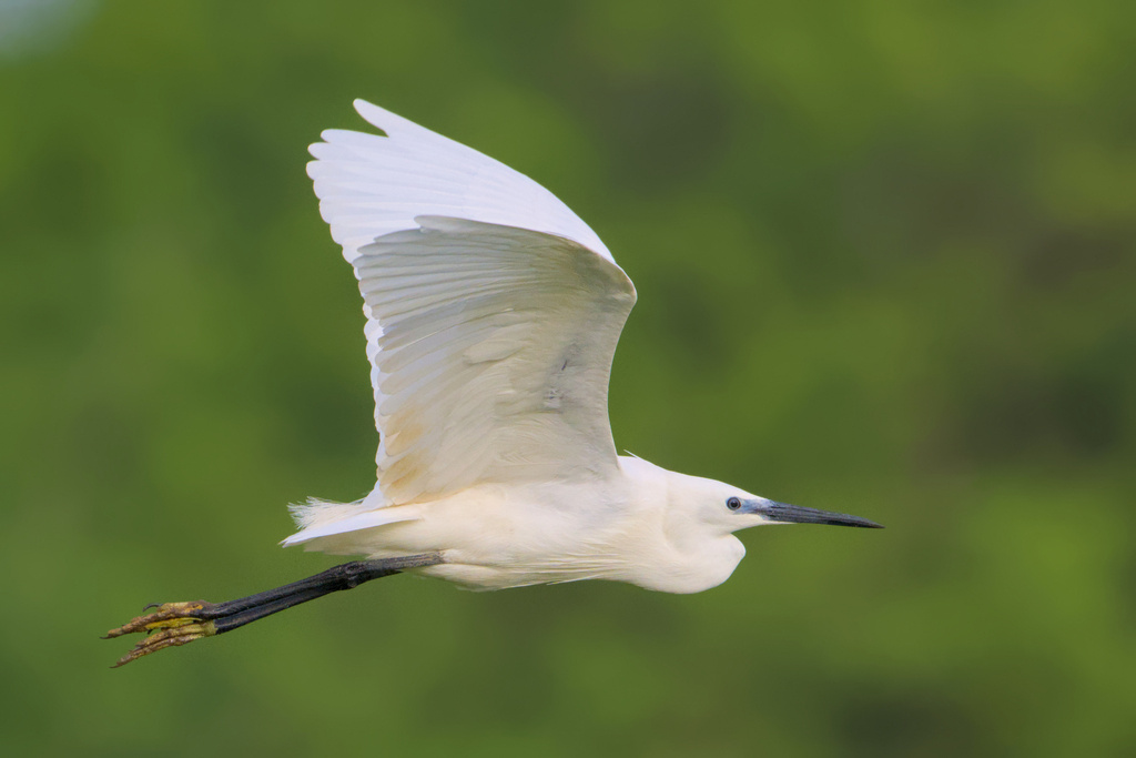 Aigrette garzette