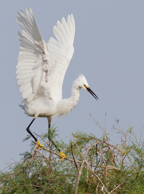 Aigrette garzette