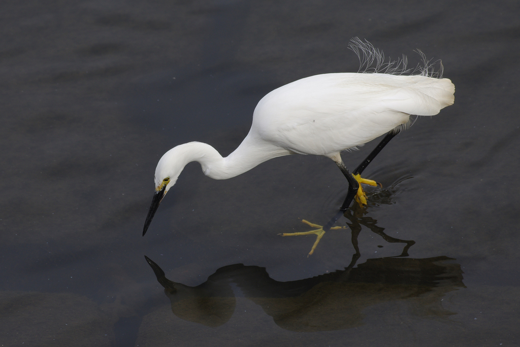 Aigrette garzette
