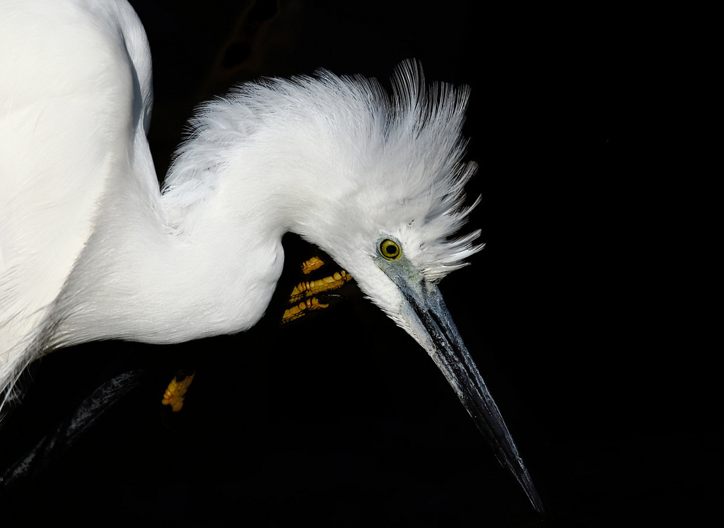 Aigrette garzette